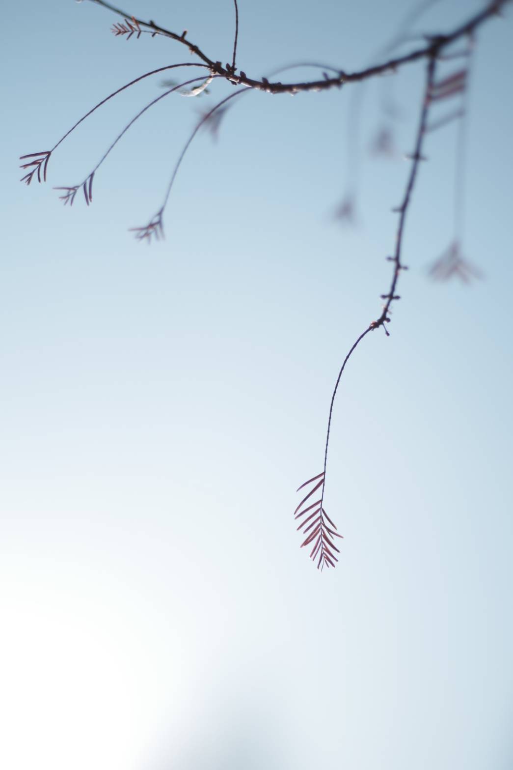 12月 円頓寺フォトウォーク&クリスマス会