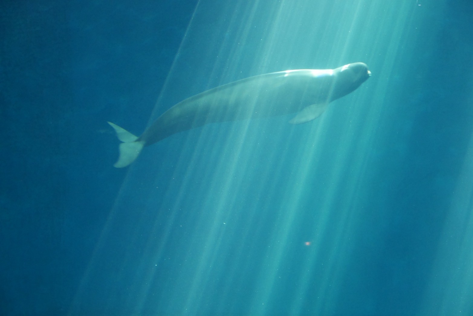 9月 鳥羽水族館で涼をとる