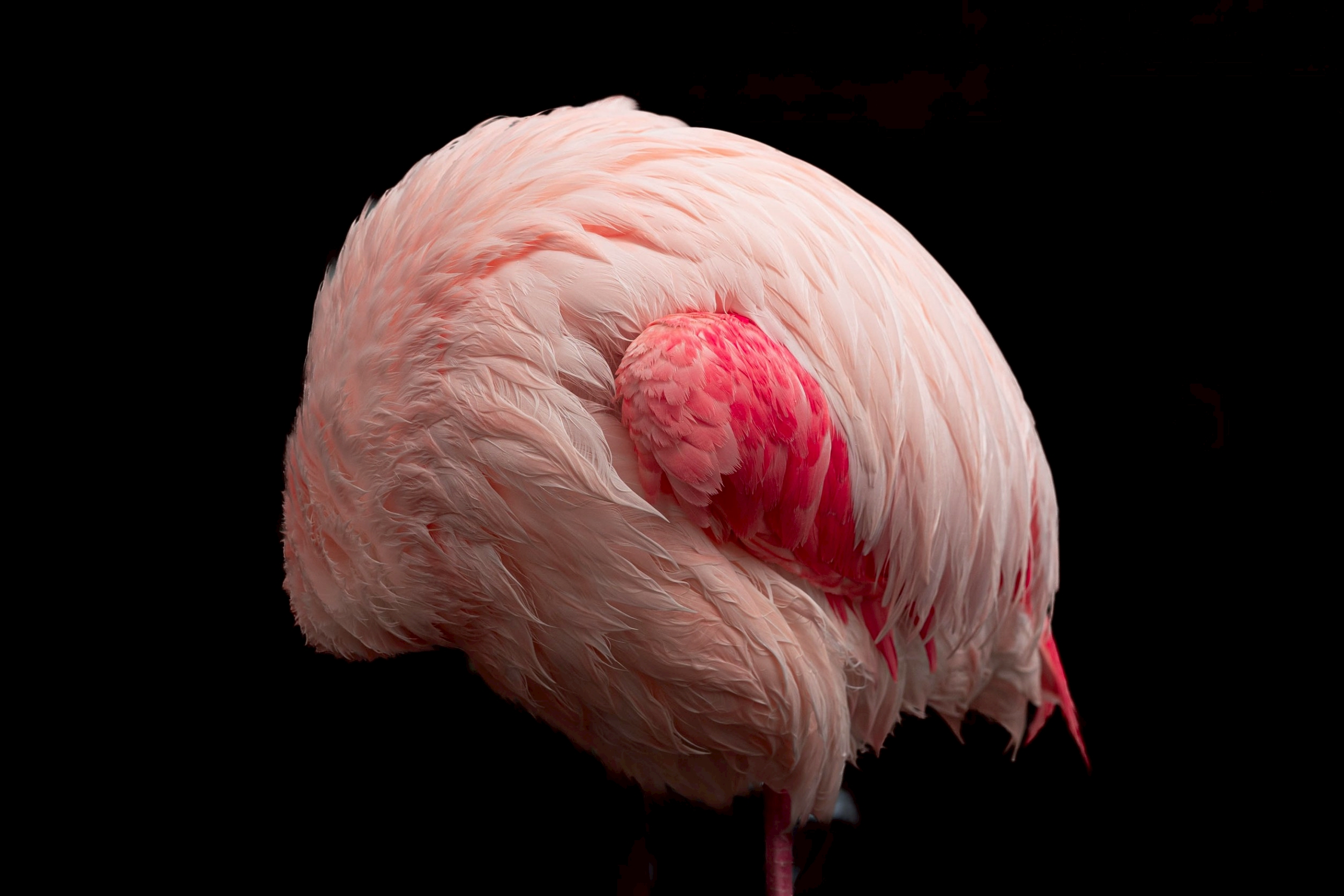 5月 掛川花鳥園さんぽ